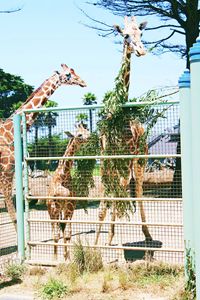 Giraffes