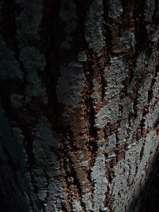 Ageing tree barks