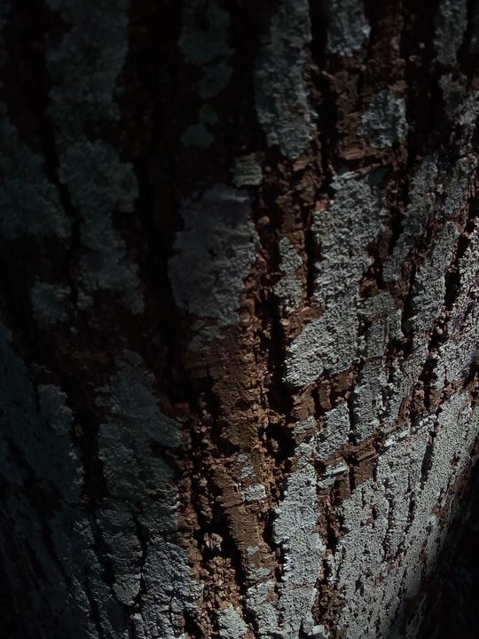 Ageing tree barks - JAVE