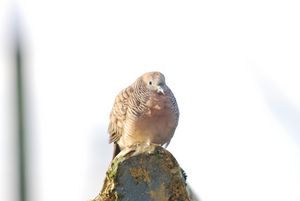 pigeon on the swing