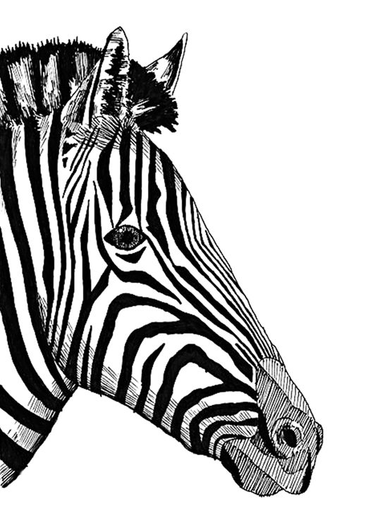 Zebra - You Shing - Drawings & Illustration, Animals, Birds