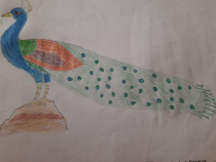 Peacock - Kousalya Sankar