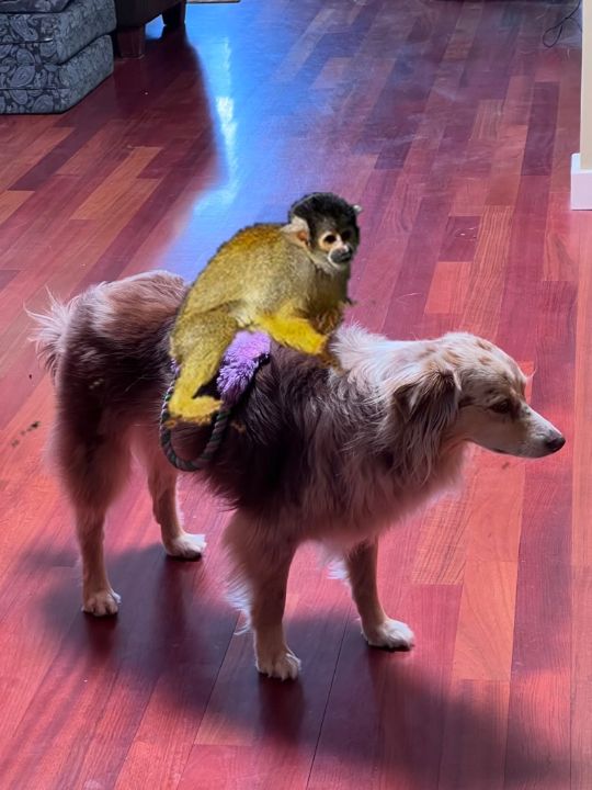 Baby Monkey Riding On A Dog Baby Monkey Girl: Over 2,442 Royalty Free