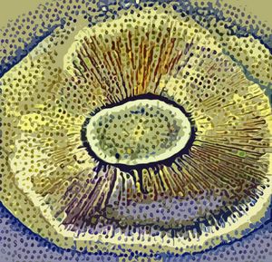 Portobello mushroom v1