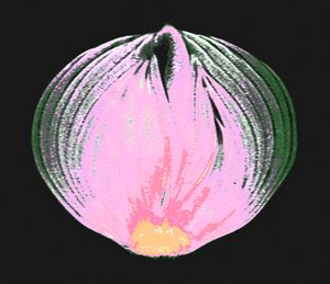 Onion v1