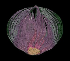 Onion v2