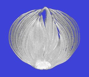 Onion v3