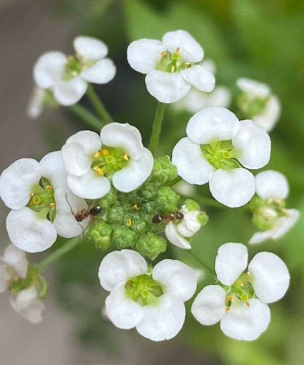 Nature - IB Art - Photography, Flowers, Plants, & Trees, Flowers, Other ...