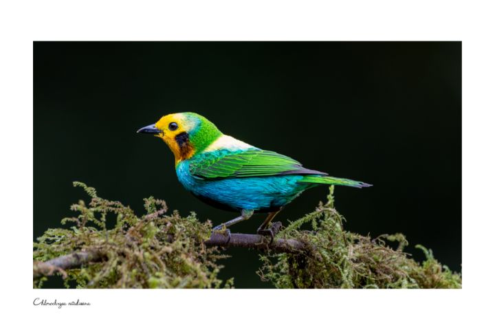 Tangara Multicolor - Colombia y Su Naturaleza