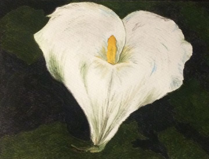 Anna’s cala lily - Riverview Gallery