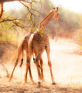 Playful Giraffes - Gra'z PHOTOS