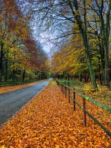 Autumnal Cotswolds Lane
