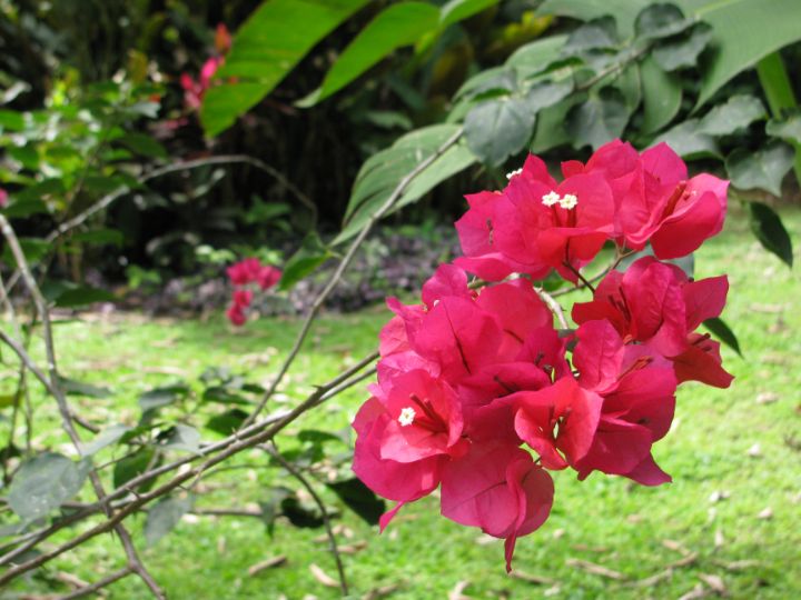 Red Bushels Kodiak Prints Photography, Flowers, Plants, & Trees, Flowers, Other Flowers ArtPal