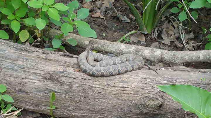 snake at rest on log - random wild life photos