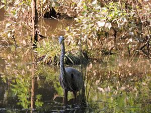 wading bird in the marsh