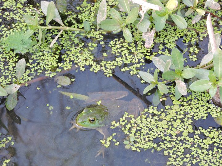 frog in the pond - random wild life photos