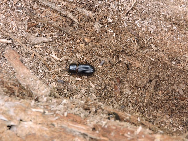 large black beetle - random wild life photos