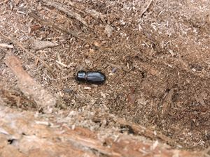 large black beetle
