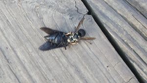 wasp eating insect