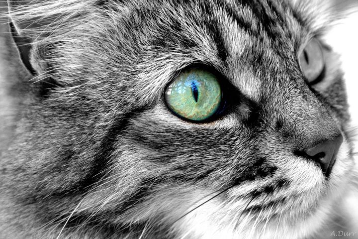 Cats eyes - A.Durr