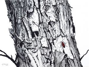 Maple Bark with Maple Beetle - David Atherton