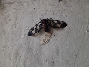 Pearl landed with butterfly