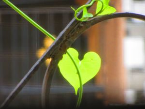 Love green