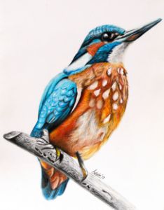 Color pencil art - Hems - Drawings & Illustration, Animals, Birds, & Fish,  Birds, Kingfisher - ArtPal