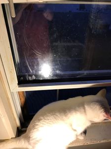 Shania my cat in a window