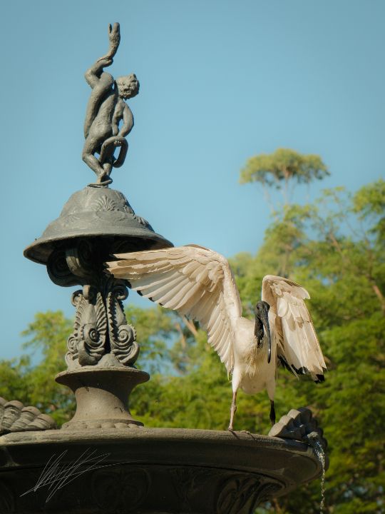 Fountain Ibis - Kieran Williams