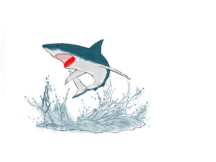 great white shark jumping out of water drawing