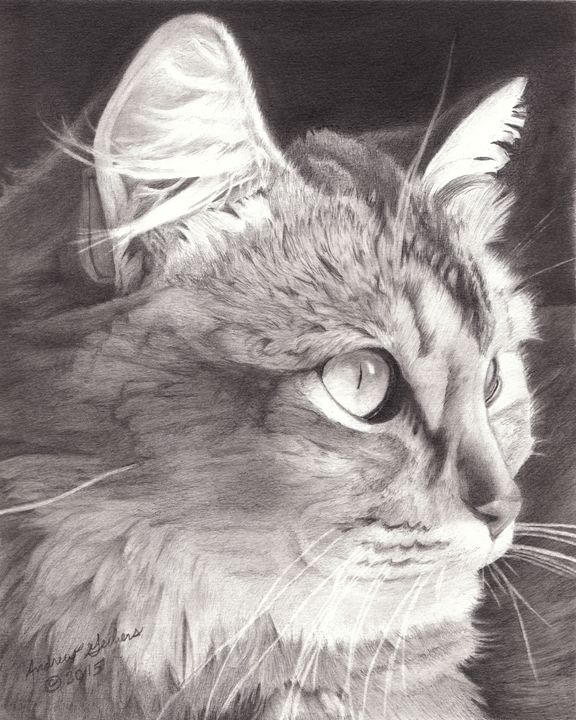 Cat looking out Window Gerbers Fine Art Drawings & Illustration