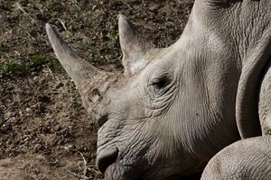 Rhino - Mollie Backode