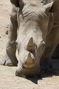 Rhino - Mollie Backode