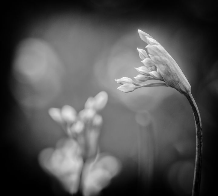 Wild onion - Kotolmachoff - Photography, Flowers, Plants, & Trees ...