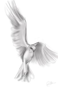 White Kite Descending