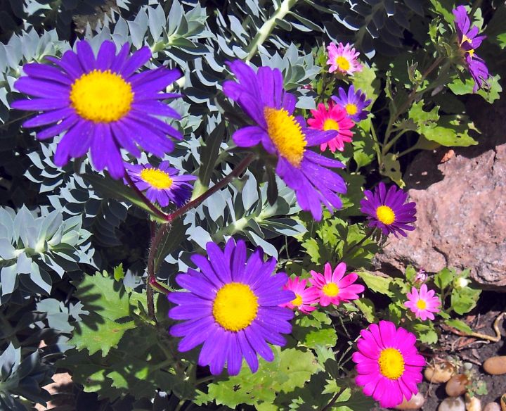 Pink and Purple daisies - Anton's Originals - Photography, Flowers ...