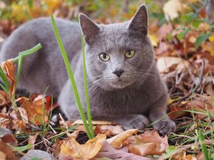 Buy Russian Blue Cat Purebred Cats Cats Kittens Animals