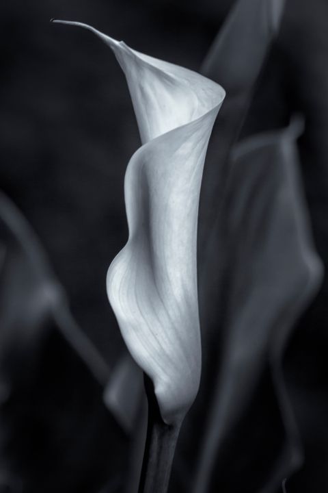 Calla Lily No 2 BW Belinda Greb Photography Photography Flowers   5 22 1 25 14 15 0m 