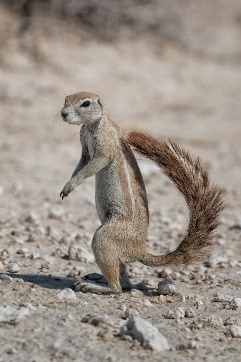 African Ground Squirrel - Belinda Greb Photography - Photography