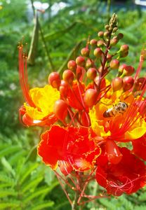 Fire red poppy with honey bee