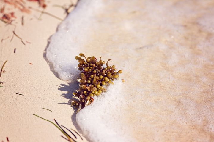 Grape Seaweed - Angela Rancher Photography