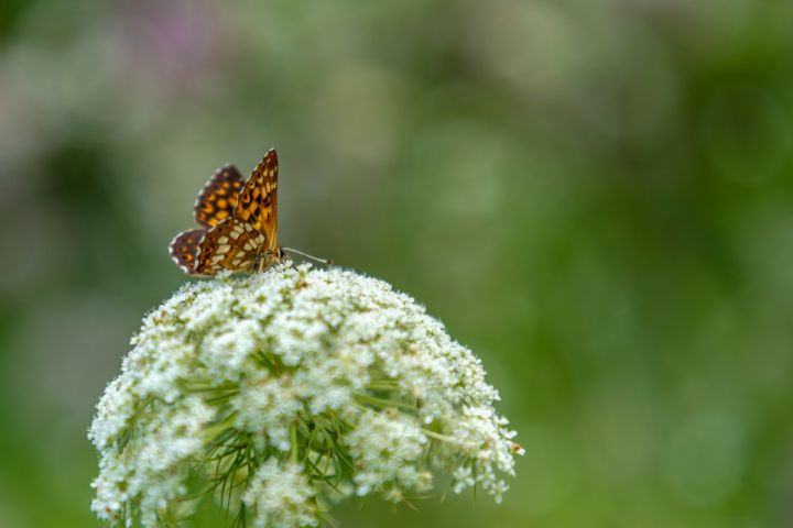 Butterfly on a flower - Zlatko Žalec