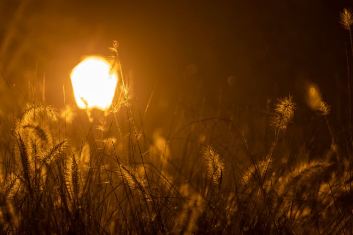 Lamp in wheat - Zlatko Žalec