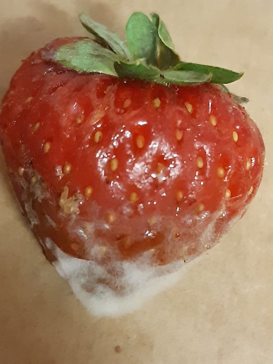 moldy strawberry Alexi Photography, Flowers, Plants, & Trees