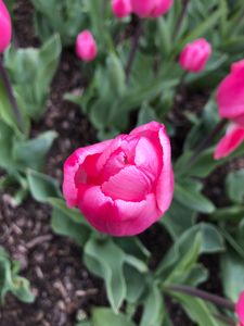 Pink Flower