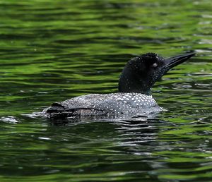 Call Of The Loon