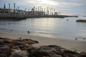 Seals in Socal