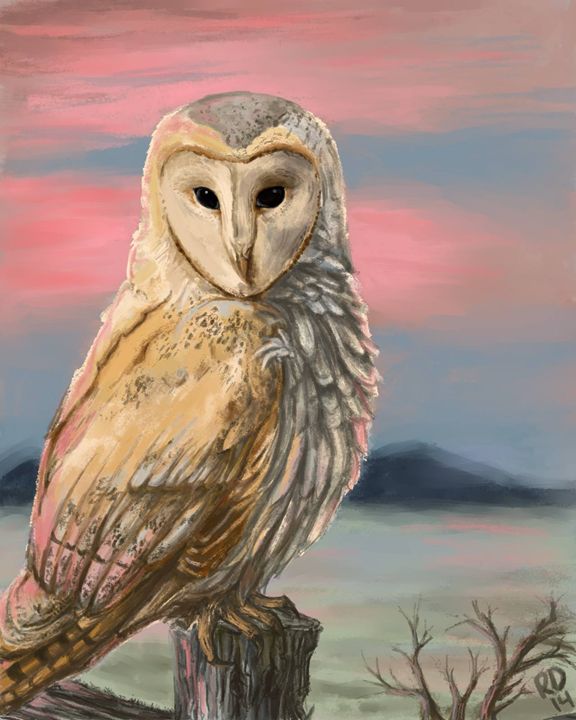 Barn Owl Rose Dorn S Designs And Illustrations Drawings