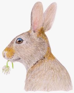 Rabbit with White Clover